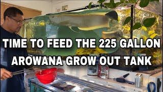 Time to feed the 225 Gallon AROWANA GROW OUT TANK [upl. by Ikcaj]