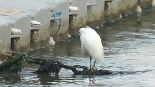 Egret Waits [upl. by Aracahs265]