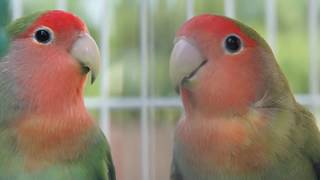 LOVEBIRDS HD [upl. by Ococ]