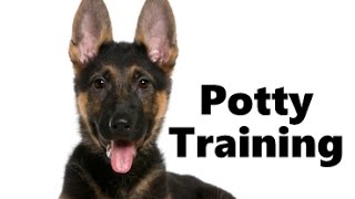 How To Potty Train A German Shepherd Puppy  German Shepherd Training Tips  German Shepherd Puppies [upl. by Ainnos]