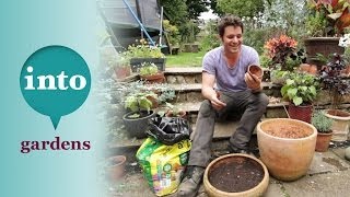 Growing daffodils with Ben Dark Planting bulbs in pots [upl. by Ladin984]