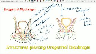 Urogenital Triangle 7 Urogenital Diaphragm [upl. by Leahsim]