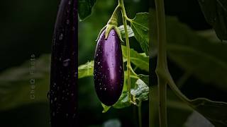 How to Grow Eggplants 🍆 at Home Unique Technique of Farming plants shorts farming [upl. by Alonso]