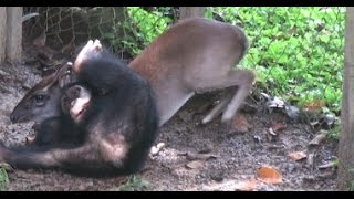 Baby chimp fights duiker [upl. by Anahir895]