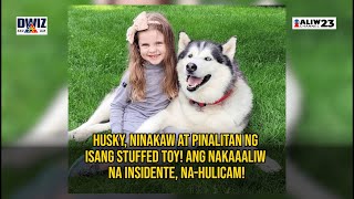 HUSKY NINAKAW AT PINALITAN NG ISANG STUFFED TOY [upl. by Rehpotirhc]