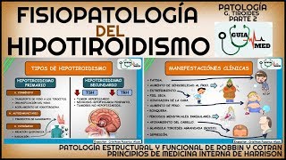 HIPOTIROIDISMO FISIOPATOLOGÍA  GuiaMed [upl. by Eustache]