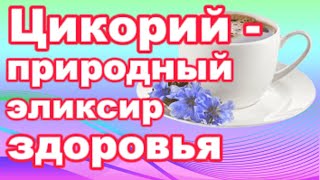 Секреты древнего растения лечимся цикорием от всех болезней [upl. by Reld]