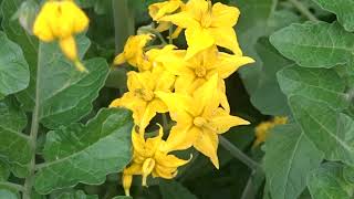 Solanum peruvianum flowers 11th July 2021 [upl. by Eidassac]