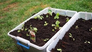 How to Turn 3 Storage Containers Into an Edible Garden [upl. by Llireva]