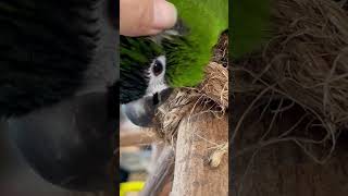 What Does A Purring Mini Macaw Sound Like  parrotbliss parrot macaw [upl. by Nomor372]