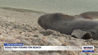 Dead fish spotted on Englewood Beach due to red tide [upl. by Ostap]