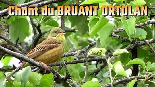 Chant du BRUANT ORTOLAN Emberiza hortulana [upl. by Troth134]