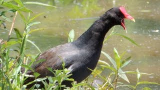 O Canto do Frango Dágua Comum Gallinula galeata [upl. by Golter293]