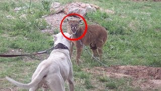 Top 7 Perros Que Enfrentan Animales Salvajes [upl. by Gujral]