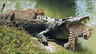 Crocodiles Wait For Leopard Across The River  Harsh Life [upl. by Ettezel49]