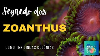 Crescimento dos corais zoanthus [upl. by Warms]