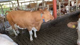 Fleckvieh cow with nine lactations 9800 litres per year [upl. by Aggarwal]