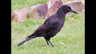 Black Currawong bird call Tasmania [upl. by Nyra197]