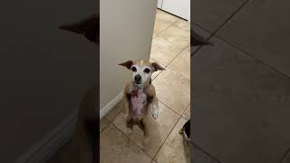 Strange Dog Walks On Hind Legs For Treats [upl. by Bette-Ann]