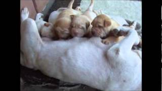 Filhotes De Sharpei  Canil ILha Sharpei [upl. by Nnazil]