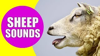 SHEEP SOUNDS FOR KIDS  Learn Baaing Bleating Yelling Screaming and Meh Sound Effects of Sheep [upl. by Bobbye279]