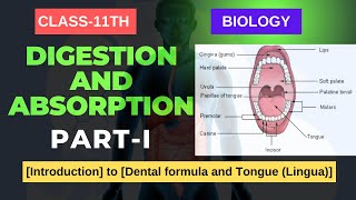 DIGESTION amp ABSORPTION CLASS11 BIOLOGY Introduction to Dental formula and Tongue Lingua [upl. by Llirrehs817]