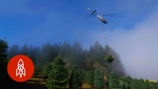 Harvesting One Million Christmas Trees by Helicopter [upl. by Iret]