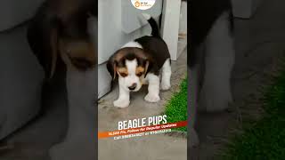 Tri Color Beagle Male Puppy shorts [upl. by Stanislas]