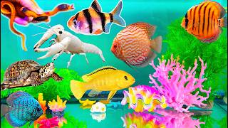 Colourful surprise eggs crayfish koi angelfish goldfish glofish tetra slime orbeez fish tank [upl. by Sidras]