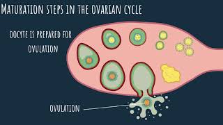 Oogenesis  the ovarian cycle Part 1 [upl. by Nnayllek]