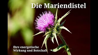 Die Mariendistel  Ihre energetische Wirkung und Botschaft [upl. by Leone]