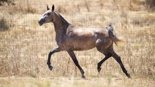 Horse for Sale  Exceptional 2022 Lusitano Filly with Superb Genetics  sired by Lux DR REF942 [upl. by Sydalg]