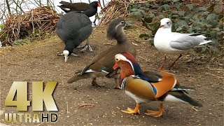 Feeding the Ducks Geese and Swans in the Park  Nature Relaxation Video [upl. by Bryner]