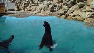 Marineland Otarie qui chante [upl. by Webb]