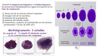 Trombopoyesis Hemostasis Métodos de estudio de la hemostasisI [upl. by Jerrie]