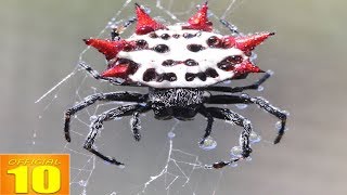 Top 10 Most Scariest Spiders in the World [upl. by Suirred]