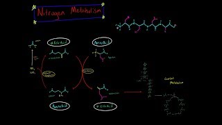 Nitrogen Metabolism Transamination and Deamination EVERYTHING YOU NEED TO KNOW BIOCHEMISTRY MCAT [upl. by Sosthina]