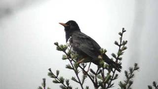 クロツグミ（Japanese Thrush） [upl. by Schaab]