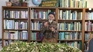 How to Harvest and Process Lungwort with Michael Pilarski quotSkeeterquot [upl. by Rhodia776]