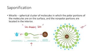 Reactions of Triacylglycerols [upl. by Anicart]