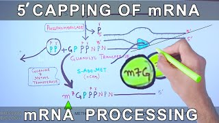 Structure of mRNA [upl. by Devinne940]