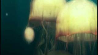 2006 Optus Mobile quotJellyfishquot TVC [upl. by Ogaitnas]