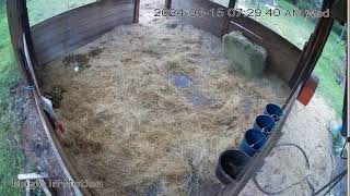 Magic In Motion Gypsy Vanners Foaling Cam [upl. by Hayalat]