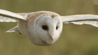 Graceful Barn Owl Hunting in the Daytime  BBC Earth [upl. by Gnaoh]