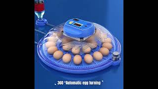 Small Incubator Hatchery Egg Hatching Machine [upl. by Berkeley]