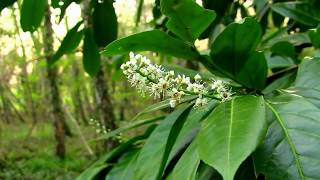 Beautiful Rhododendron Flower In Woodland [upl. by Lanfri585]