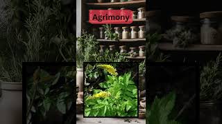 How to Use Agrimony for Natural Healing  Powerful Plant Remedies alternativemedicine organic [upl. by Arretal]