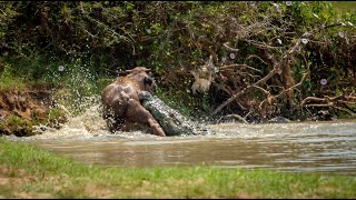 Crocodile Hunt  Yala National Park [upl. by Odrick742]