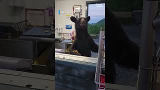 Bear encounters caught on camera Surveillance and tourist videos capture bears in Tennessee [upl. by Landan]