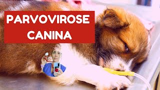 Parvovirose canina [upl. by Edmee]